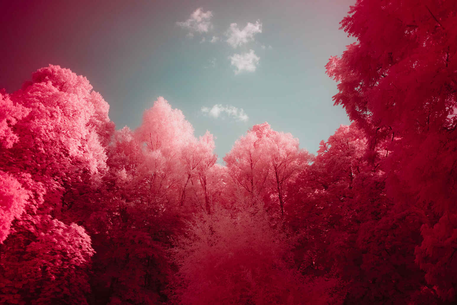 Infrared image of trees against the sky with foliage looking bright red