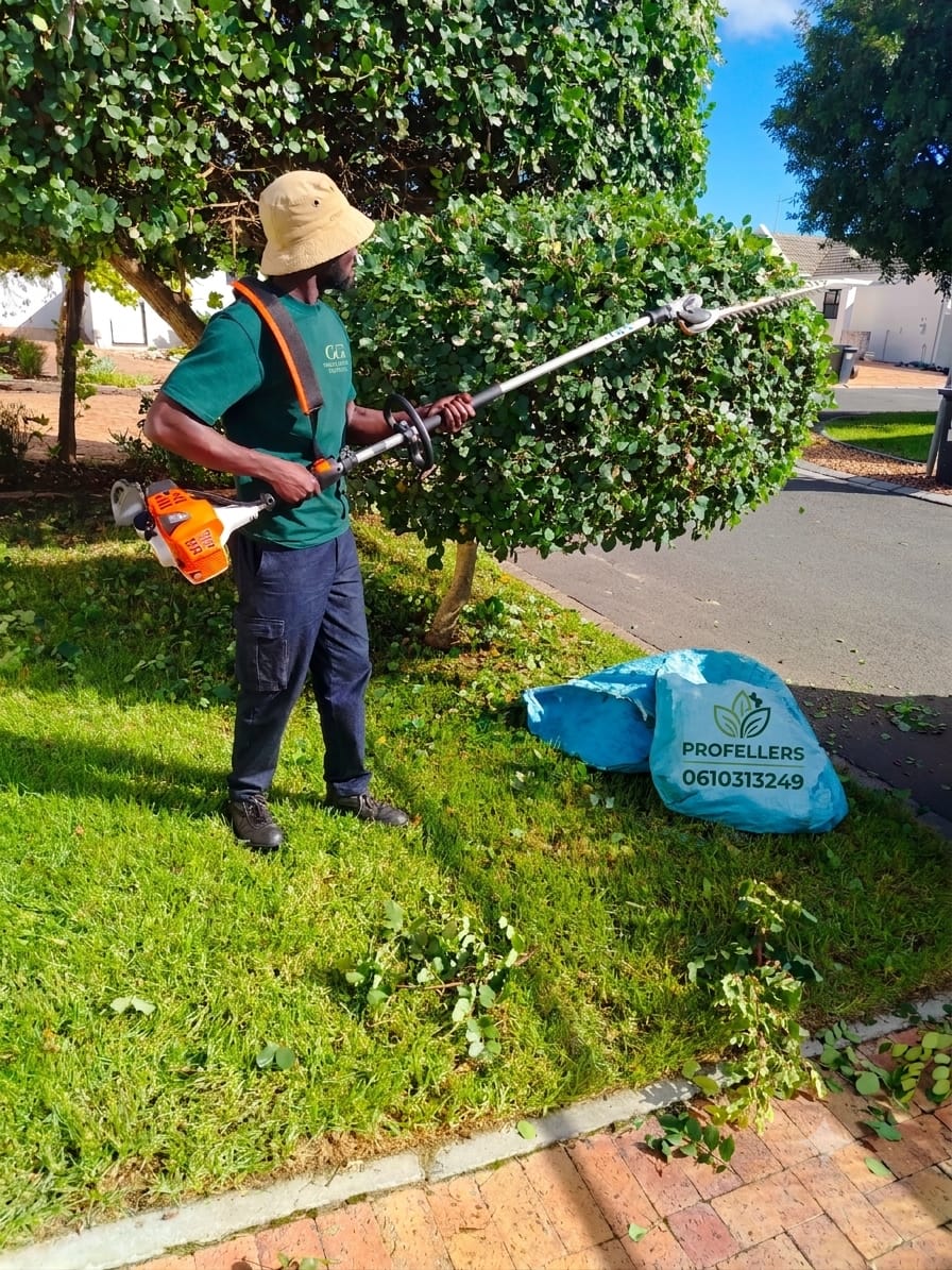 Hedge Maintenance Service