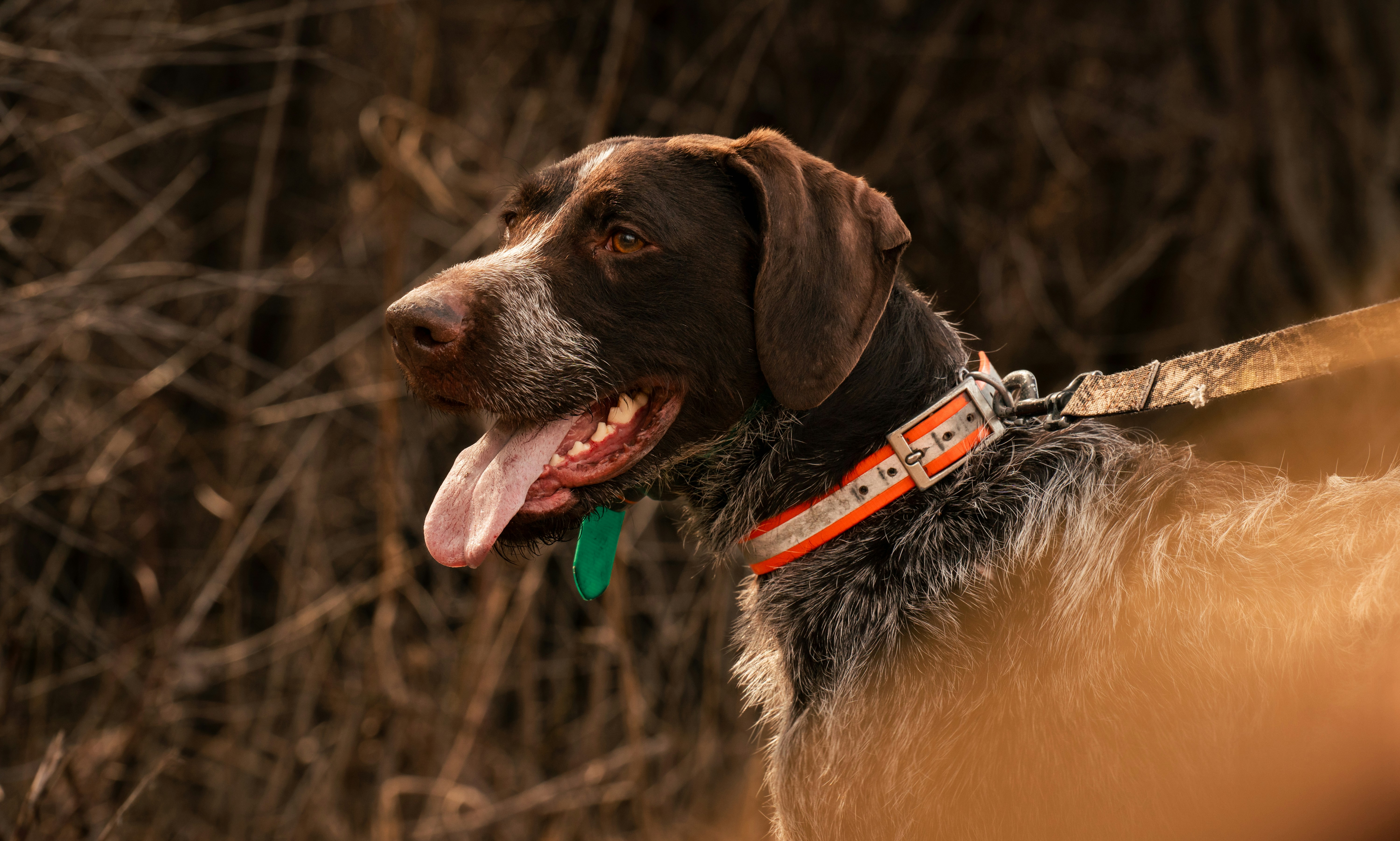 Brauner Jagdhund mit orangefarbenem Halsband.