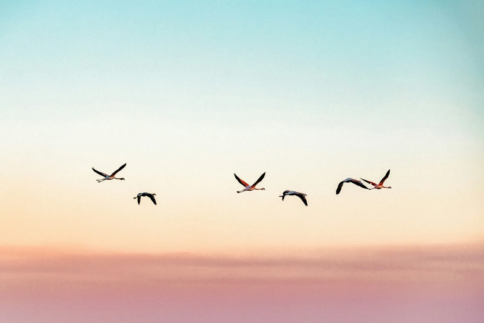 Oiseaux en vol dans un ciel aux teintes dorées, évoquant la liberté et l'espoir d'un nouveau départ