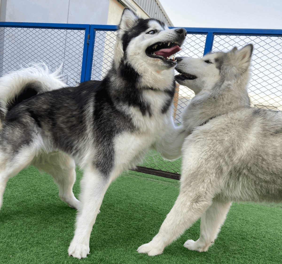 Two healthy, energetic dogs sitting on green grass at a daycare, looking happy and vibrant, showing the vitality of dogs fed a raw diet, enjoying their time outdoors.