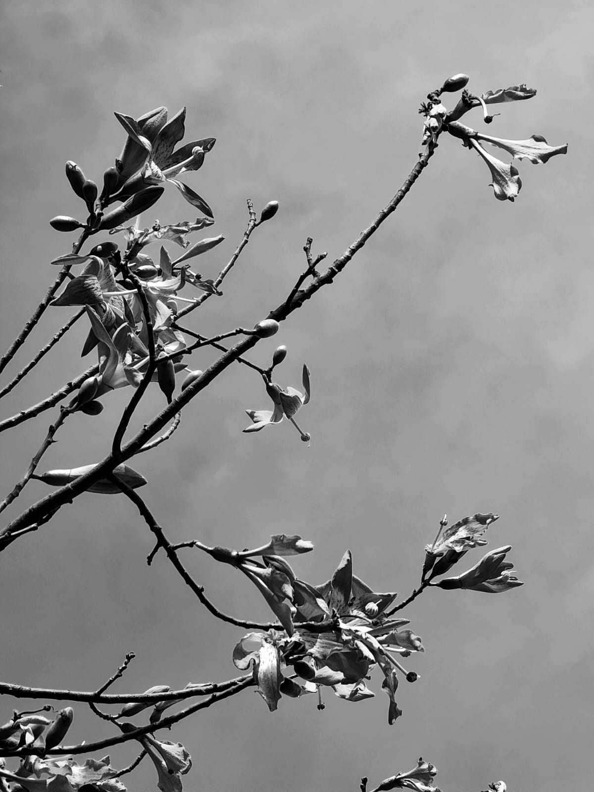 Bob Truman the Artist