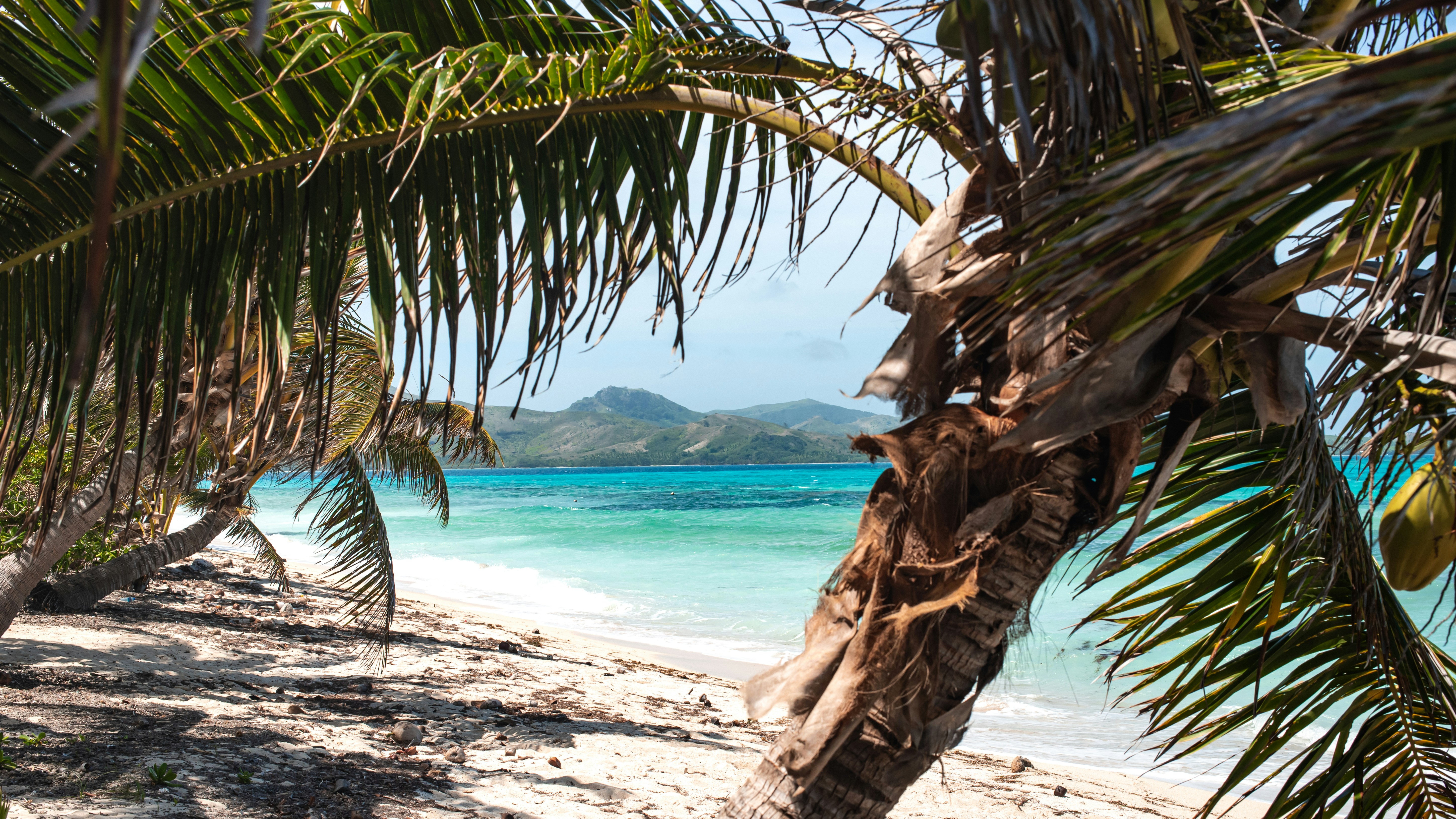 A palm tree on a beach with blue water