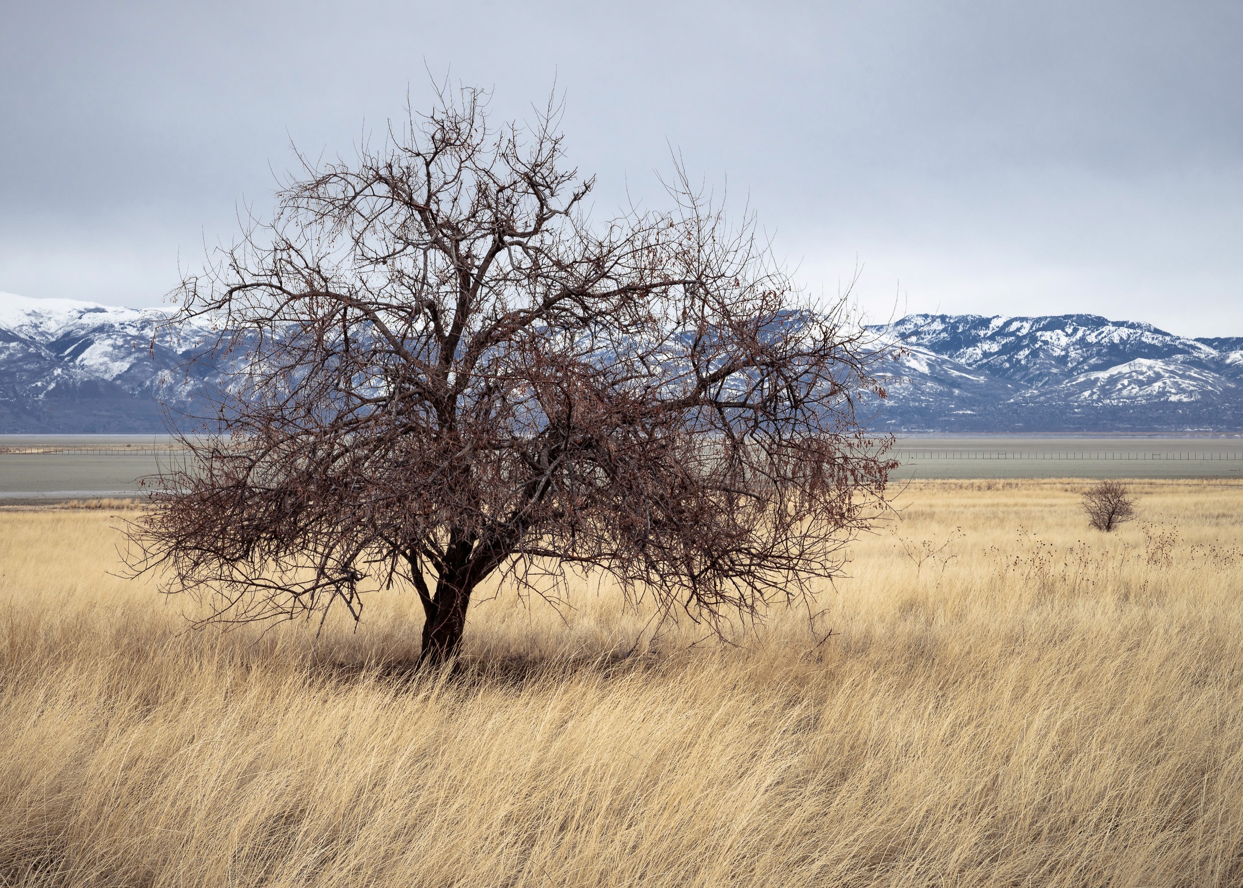 Winter trees in the shorelands of Antelope Island, Utah