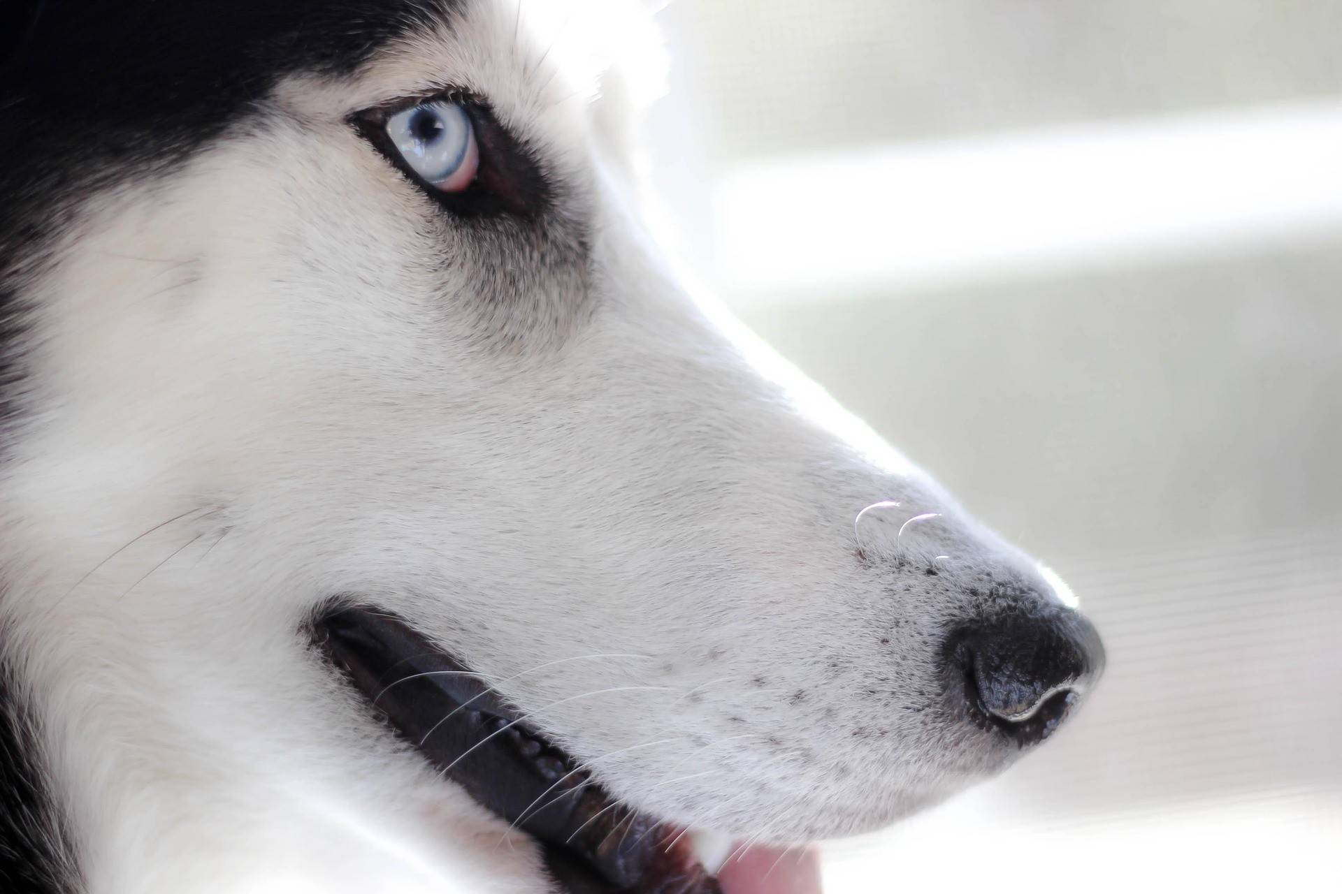 Siberian Husky Physical Characteristics