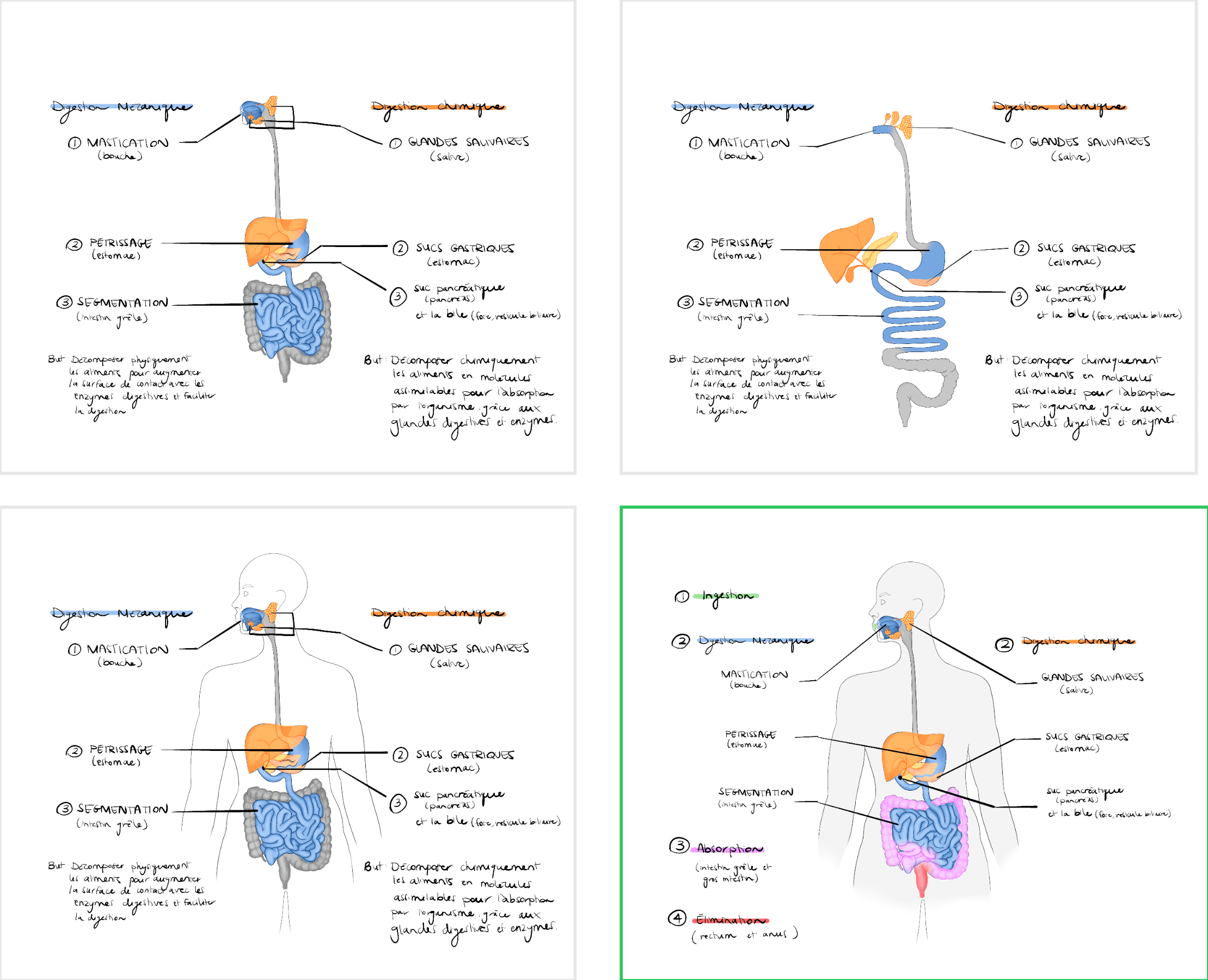 Esquisses de la digestion chimique et mécanique par Élodie Ouellet-Belleau, illustratrice scientifique.