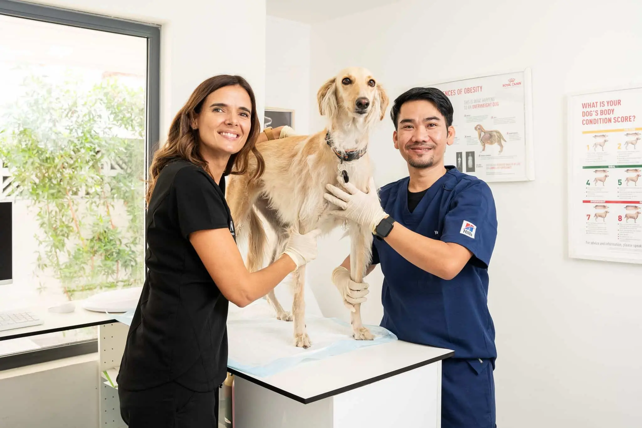 Two veterinarians are caring for a dog inside the clinic.