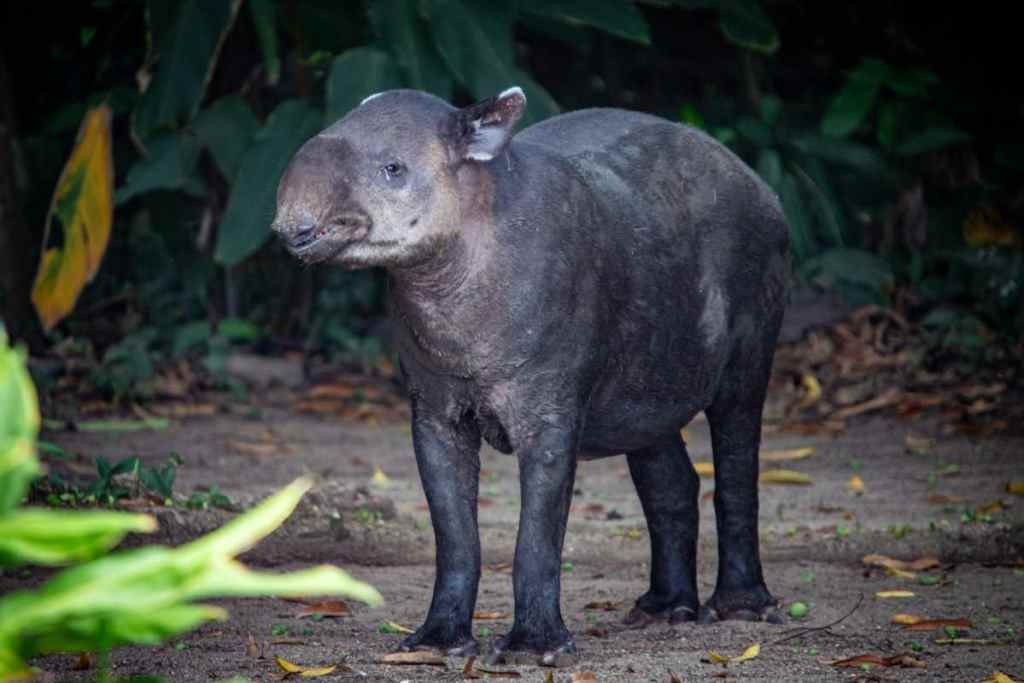 tapir, costa rica