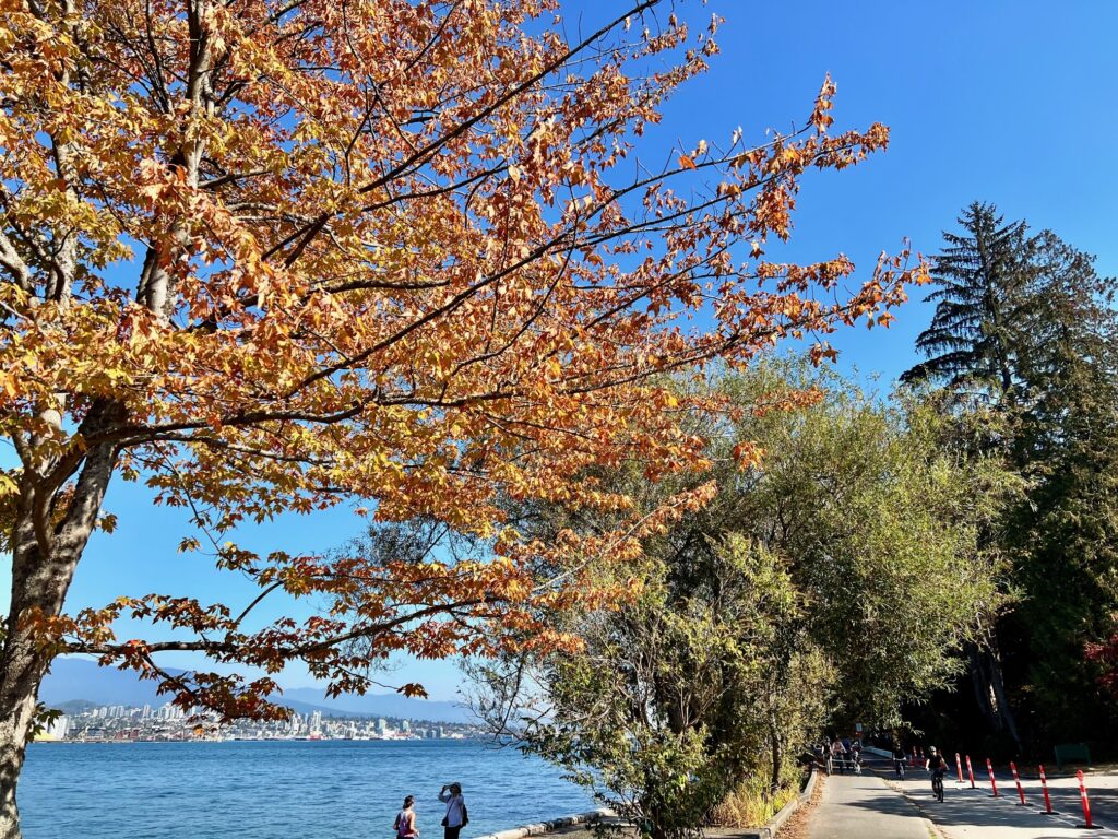 A maple tree along the Pacific with the Vancouver skyline in the background.