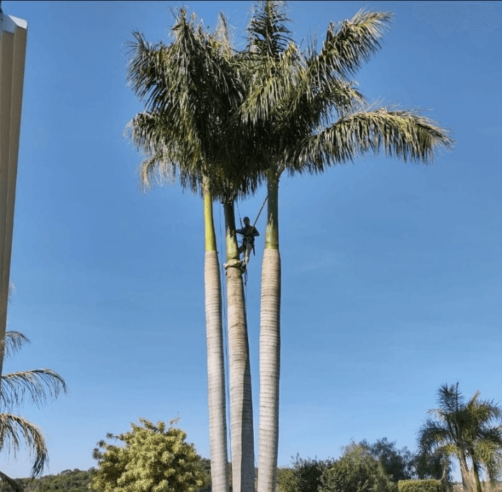 Arborista escalando Palmeira