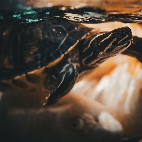 Un primo piano di una tartaruga che nuota nell'acqua, con riflessi di luce visibili sul suo guscio e un pesce che nuota nelle vicinanze.