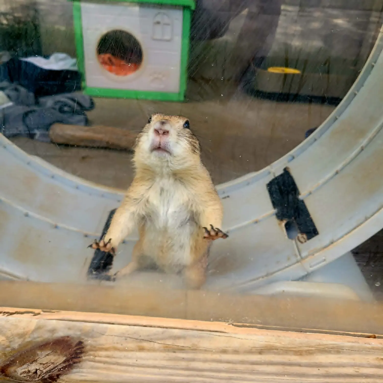 A curious squirrel stands upright with its paws on a glass window, peering into a farmhouse setting in Bradenton, FL, capturing a moment of wildlife surprise in this farmhouse rescue environment.