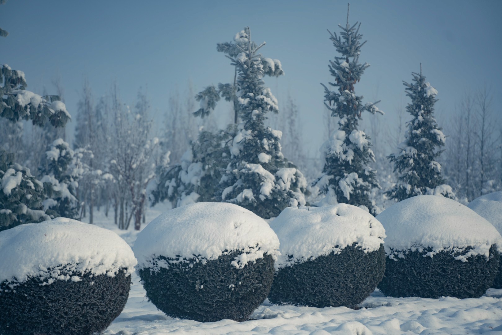 Taxus baccata Kugel mit kompakter, dicht geschnittener, kugelförmiger Krone aus dunkelgrünen Nadeln.