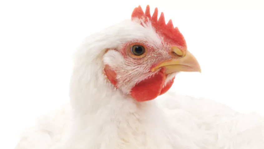 Broiler Concentrate