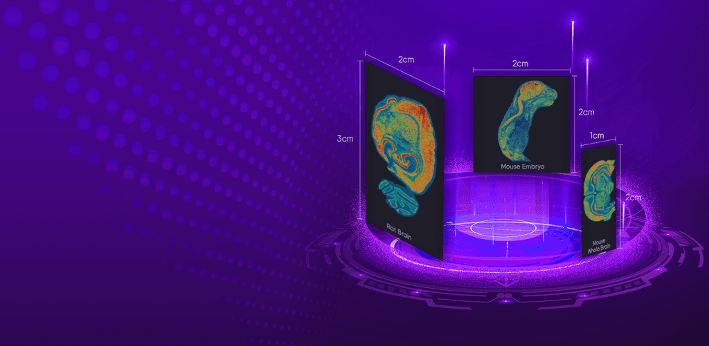 Image of Stereo-seq Large Chip Designs​