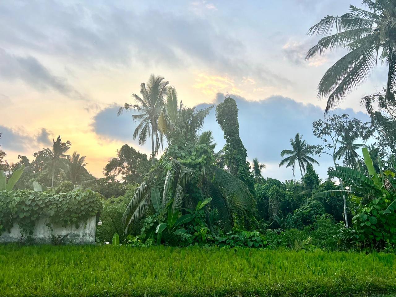 Land plot 730 m² in Ubud, Leasehold