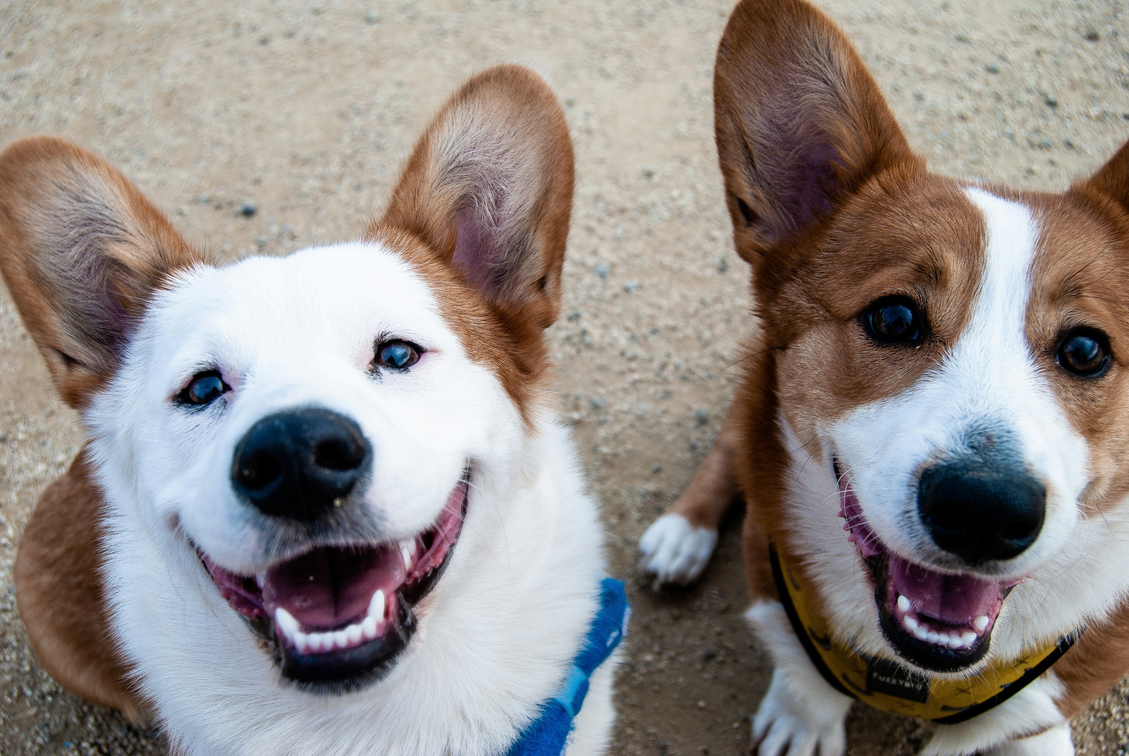 Two dogs smiling best they know they have an amazing, safe and clean yard thanks to Scoops McGee, Central Ohio's top poop scooping company.