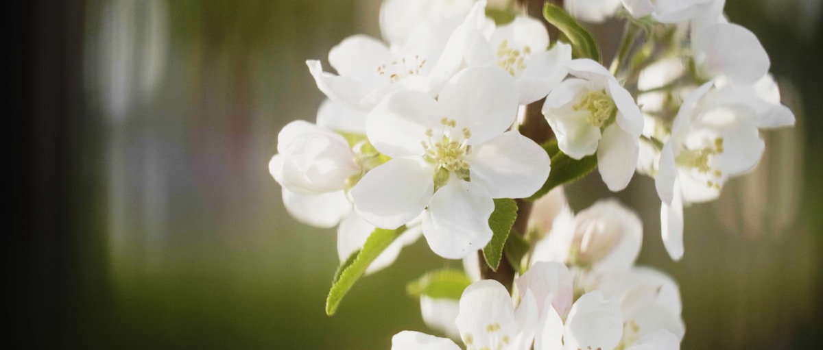 White blossoms in natural light