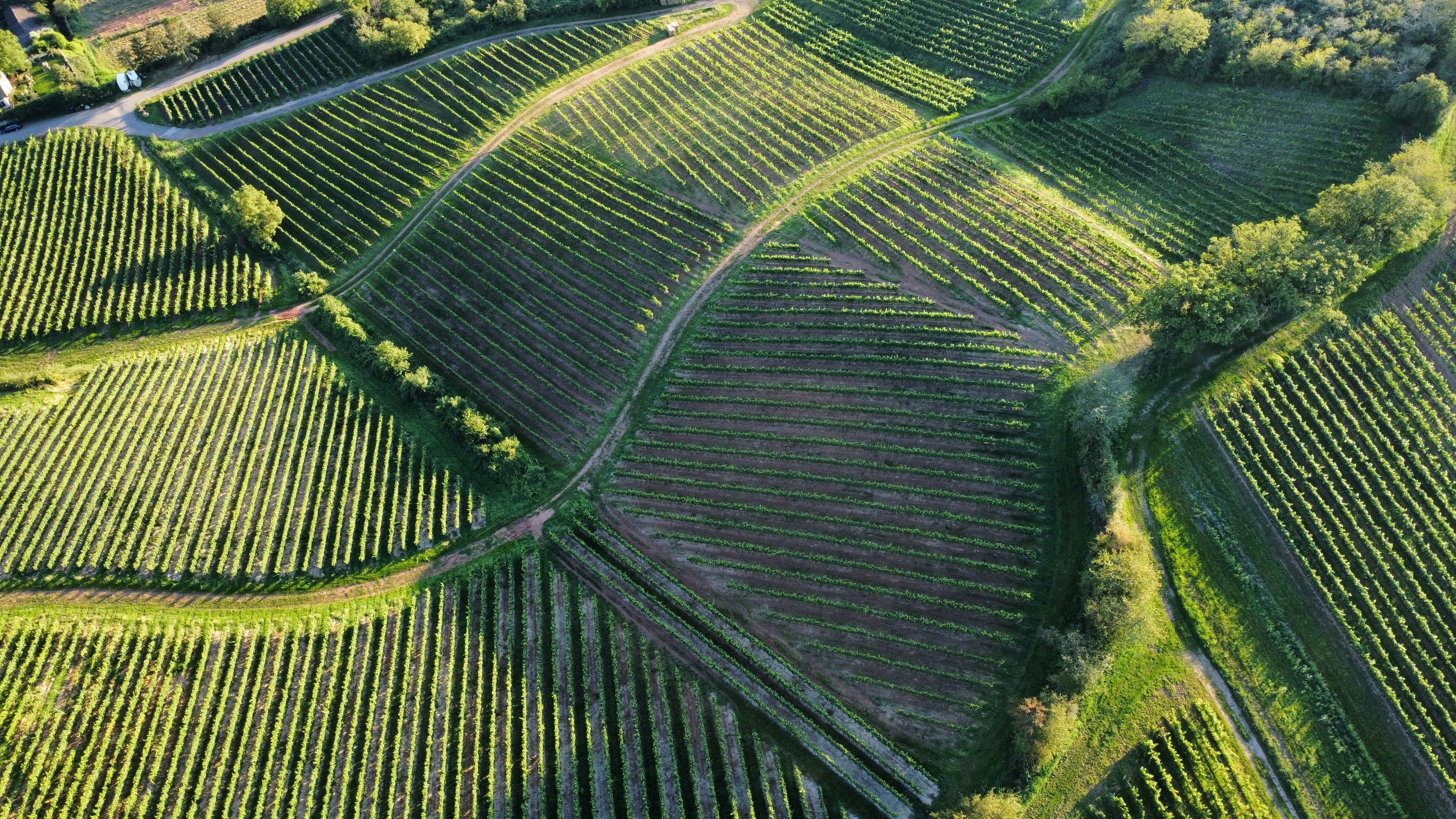 Green fields