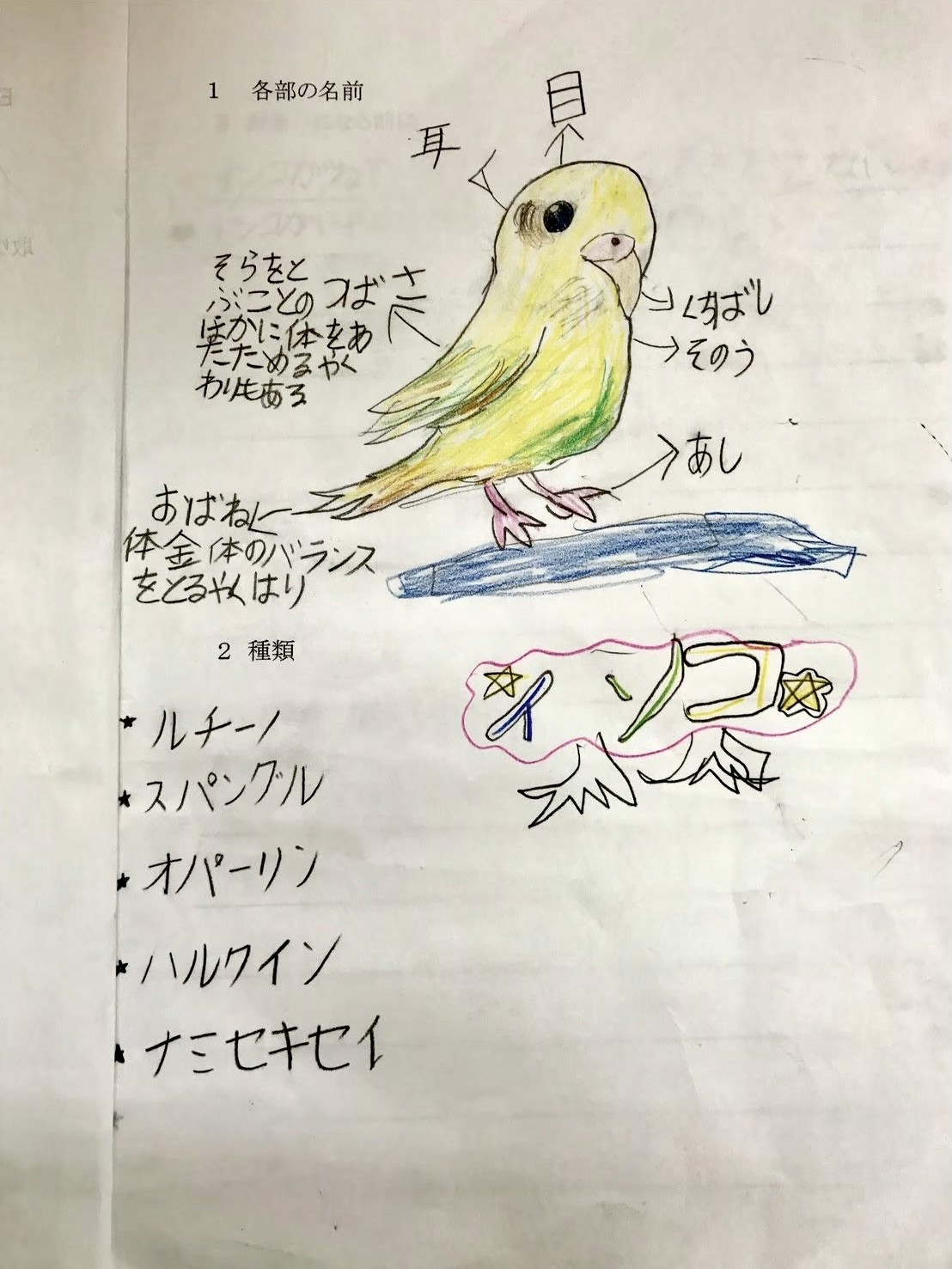 生徒さんがインコについて調べてまとめたノート