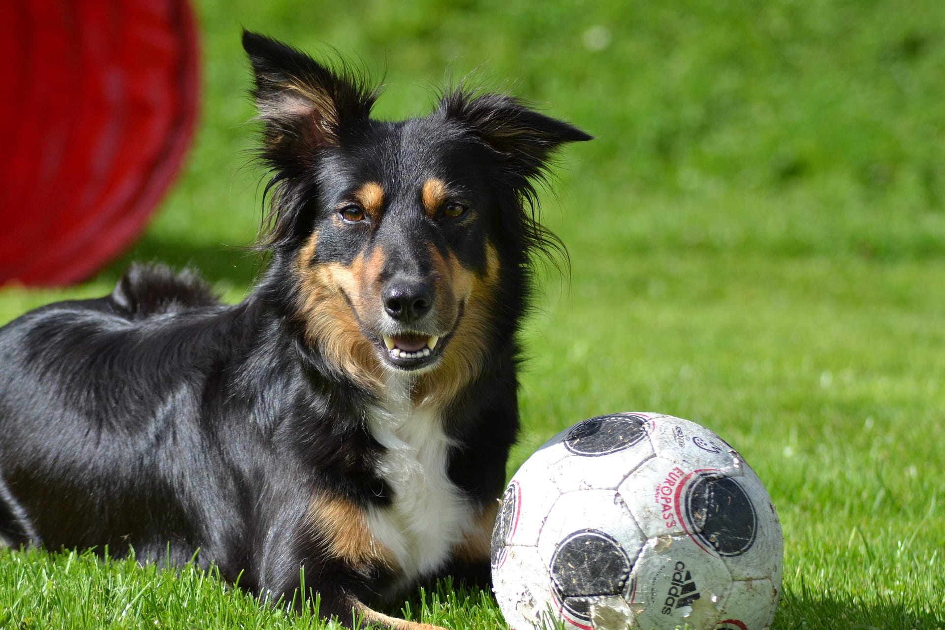 A dog is lying on the green grass beside a used soccerball. There is a red agility tunnel behind.