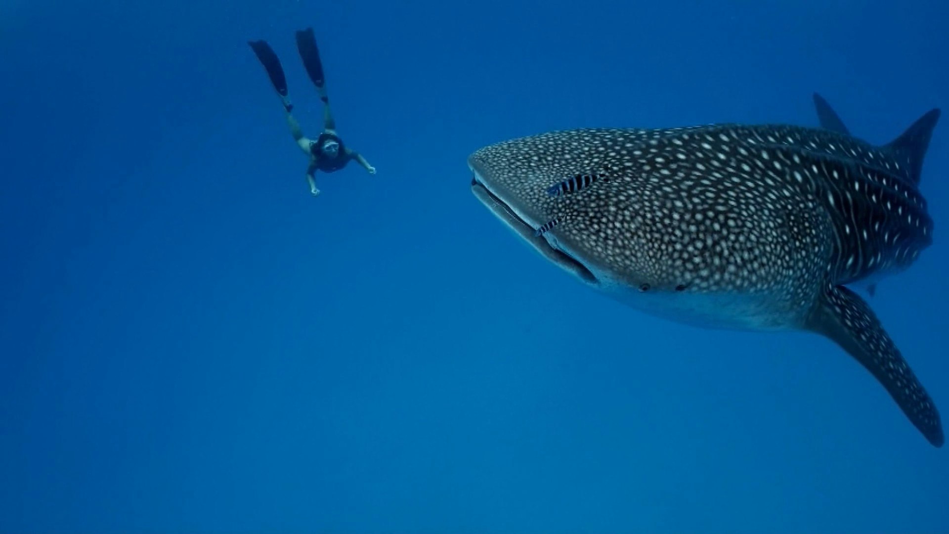 Freediver swimming toward a whale shark in open blue water