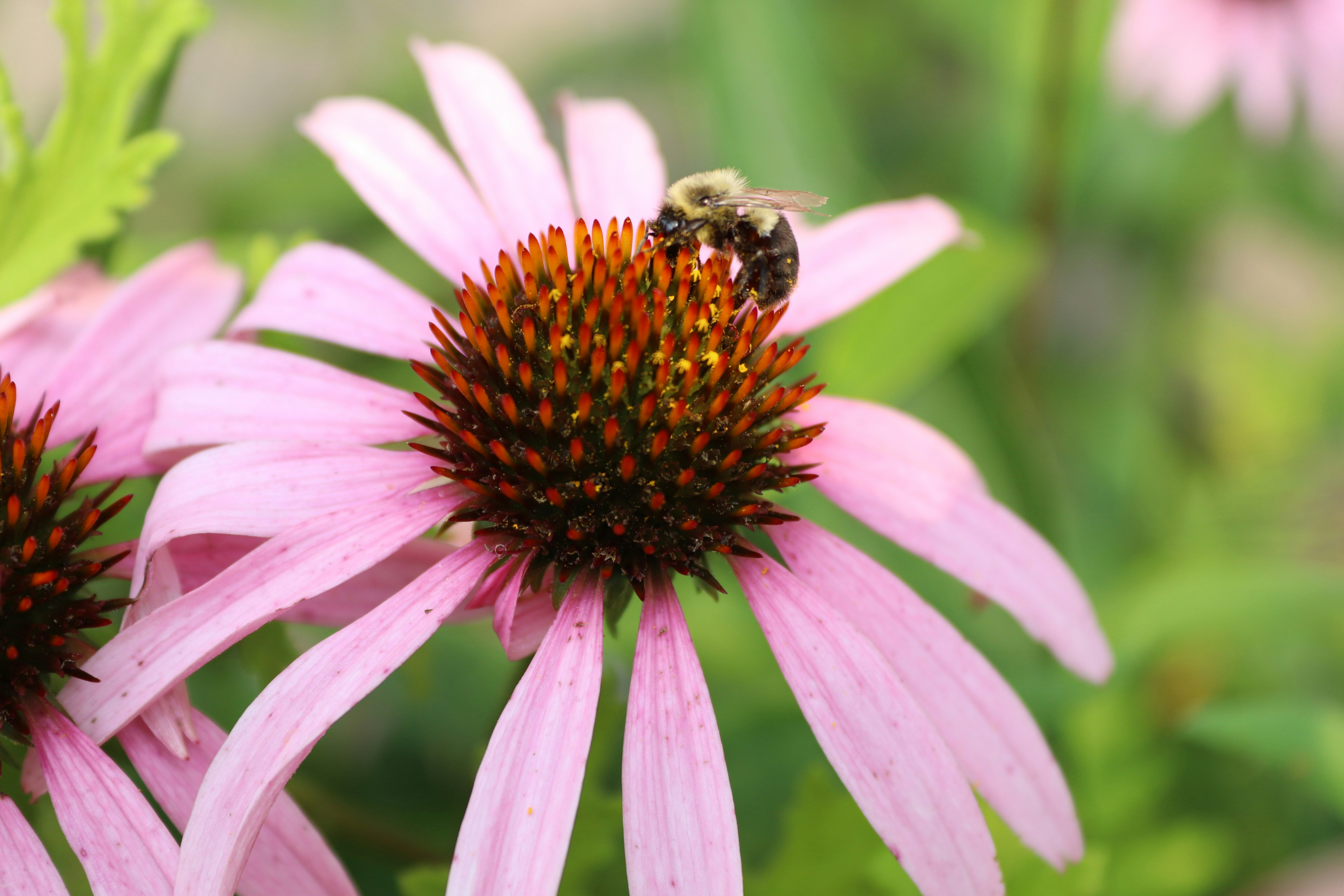 a bee on a pink flower with green leaves