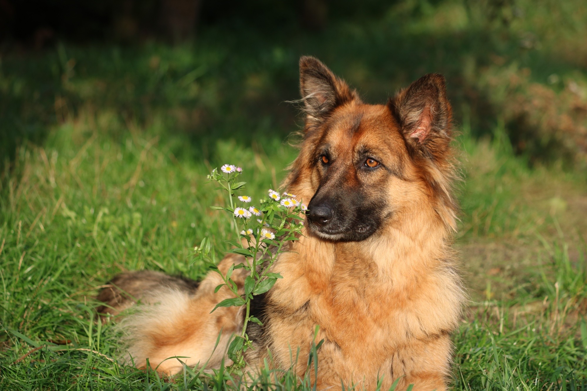 German Shepherd's suitability for work