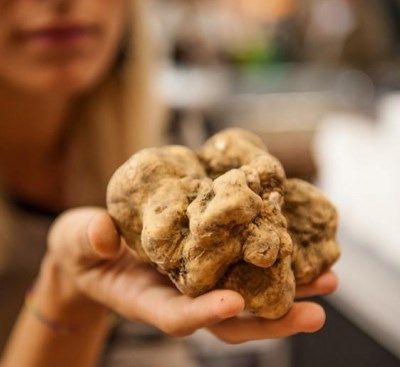 retreat piedmont white truffle saeson