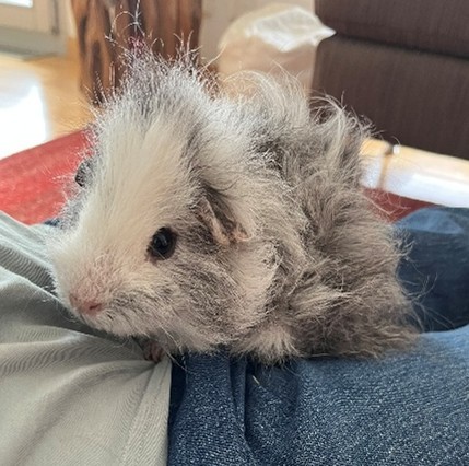weiss-graues Meerschweinchen auf Schoss von Besitzerin