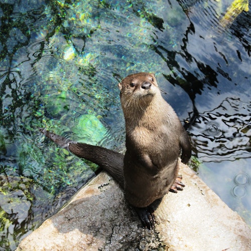 Downtown Aquarium Denver: Entry Ticket in Denver