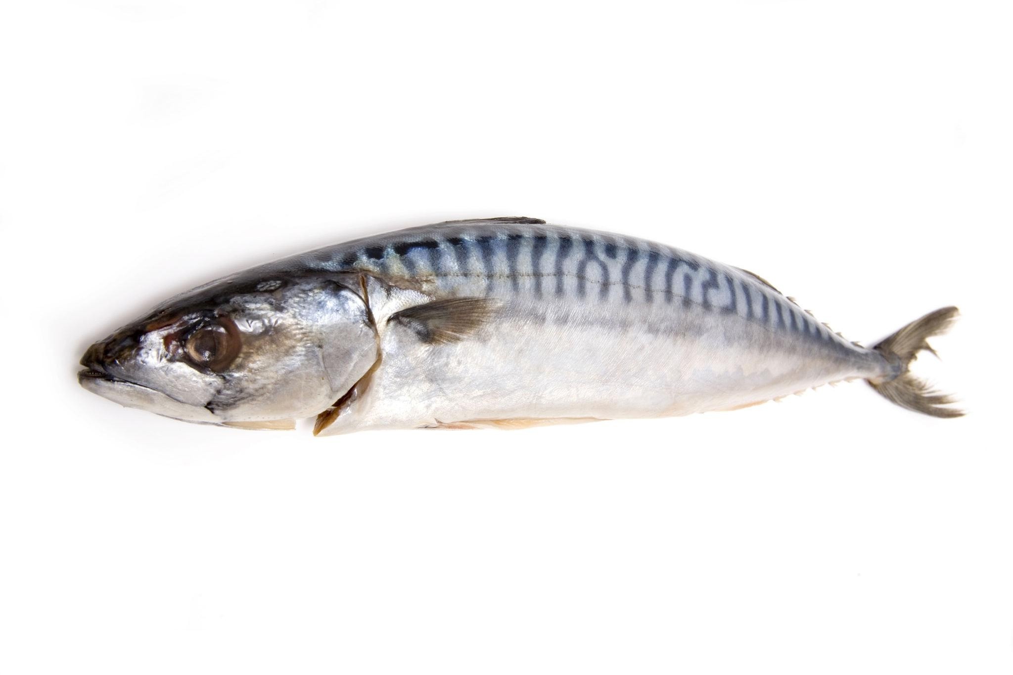 Mackerel (Škombra)
