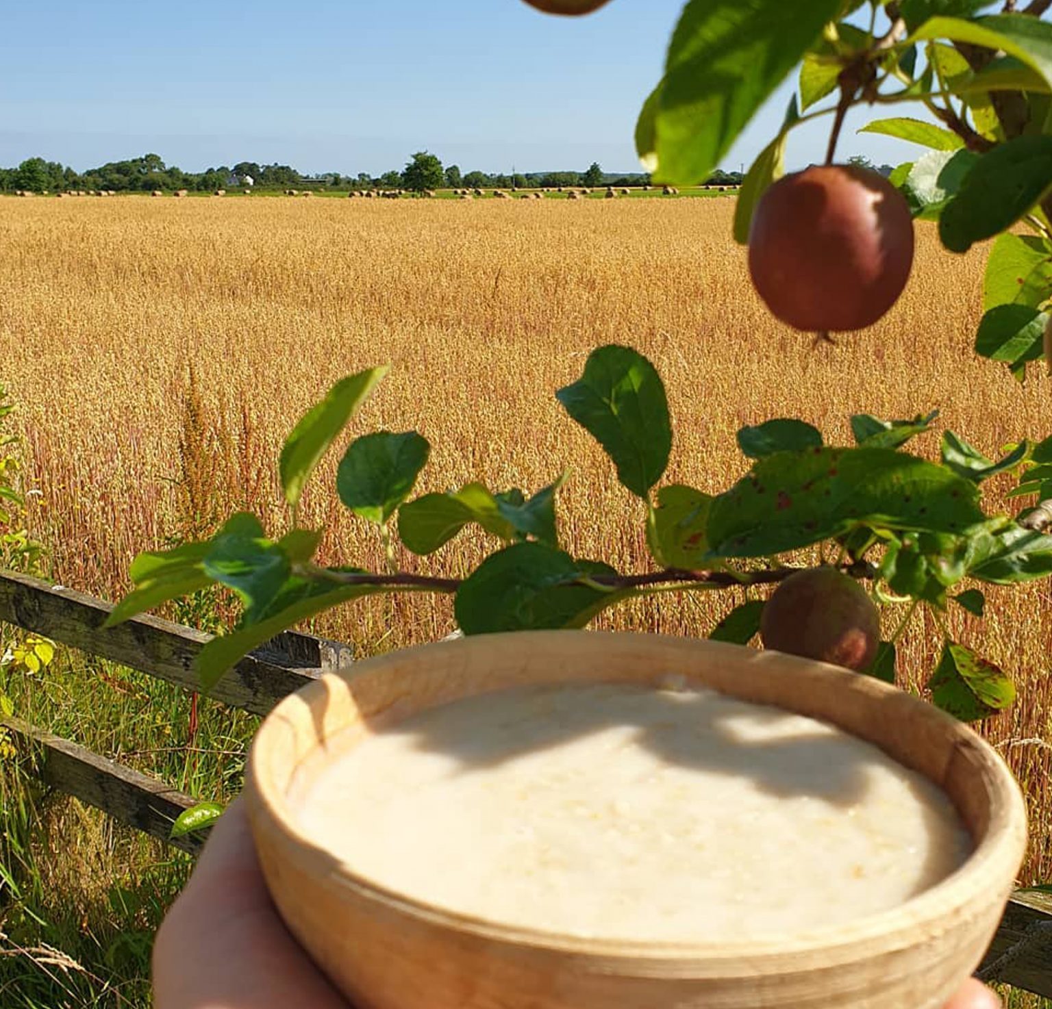 Flour and Oats growing on the Field to get supplied to As One Restaurant Dublin