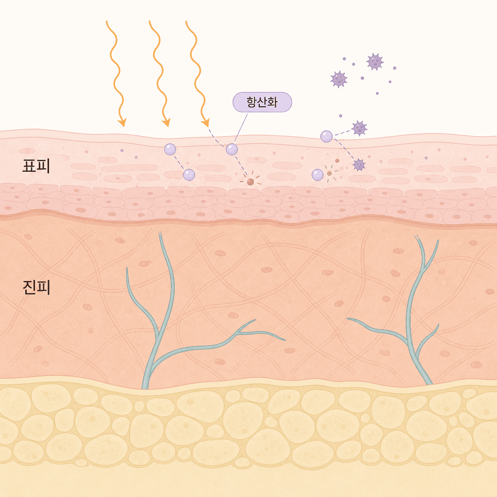 표피·진피와 항산화 성분이 자외선 자극을 줄이는 모습