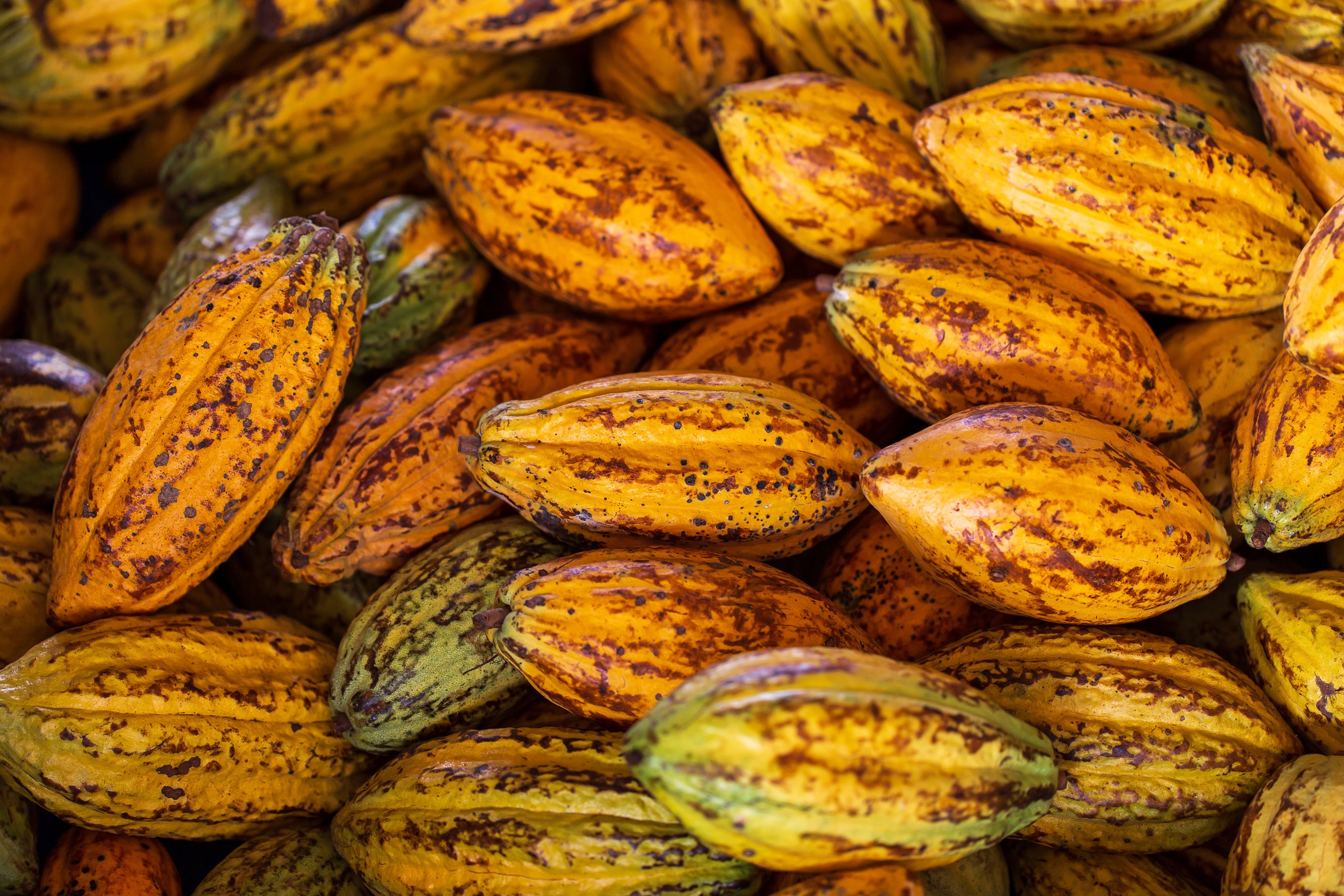 Cabosses de cacao vues de près