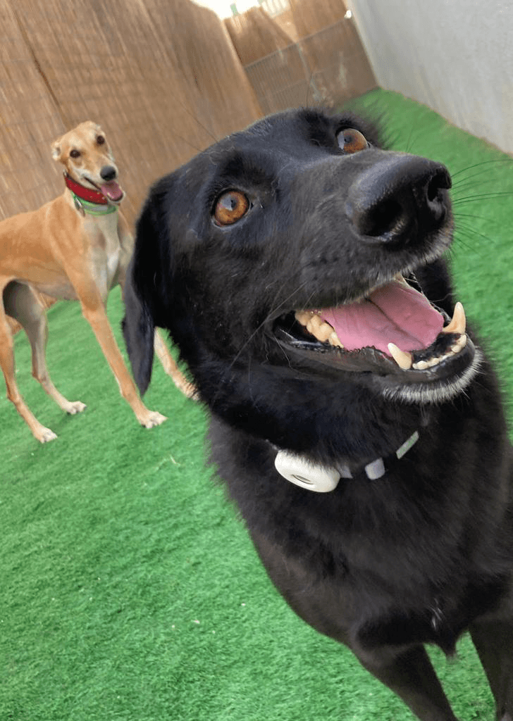 The dogy haven black and brown dogs