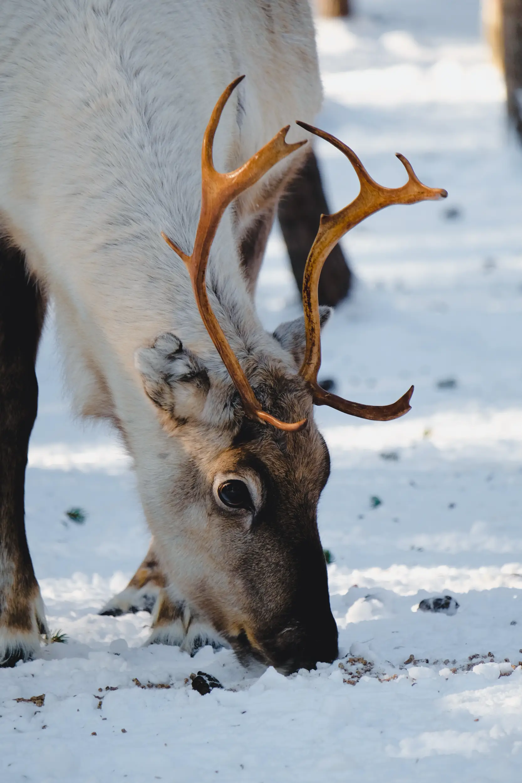 Photography Lapland: professional shots for social media Lapland.