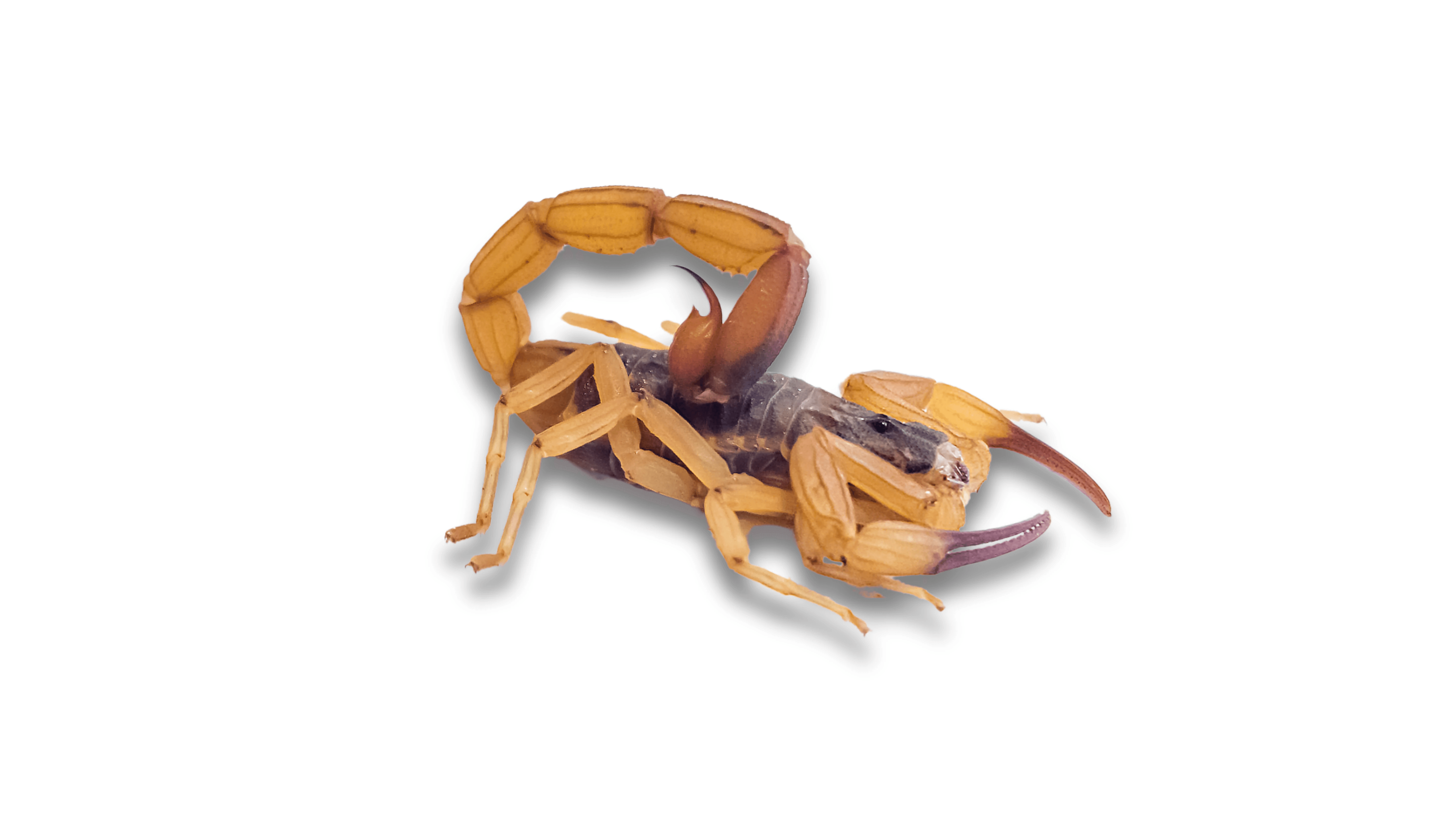 Bark Scorpion