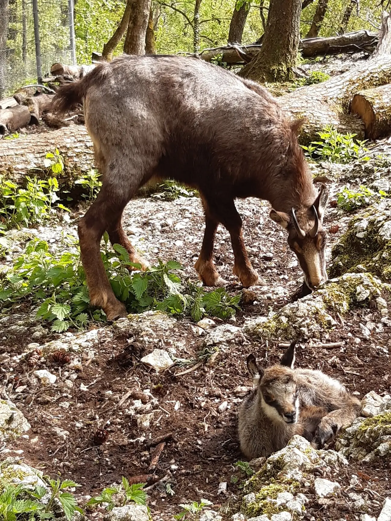 Gämse mit Kitz im Tierpark Biel
