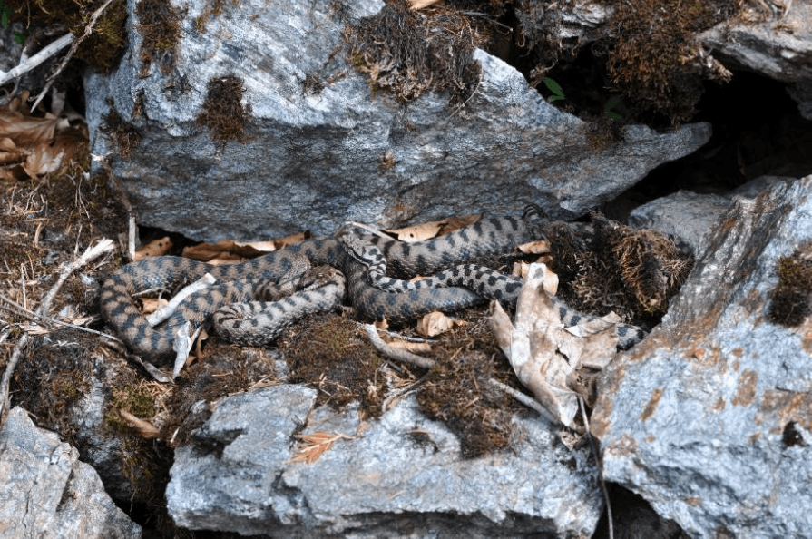 Reptilien in Trockenmauer Foto von Andreas Meyer   