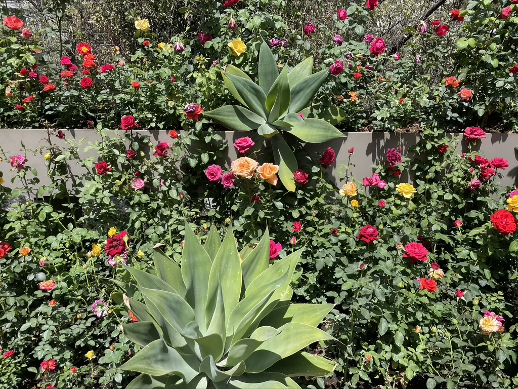 más flores y suculentas en la terraza