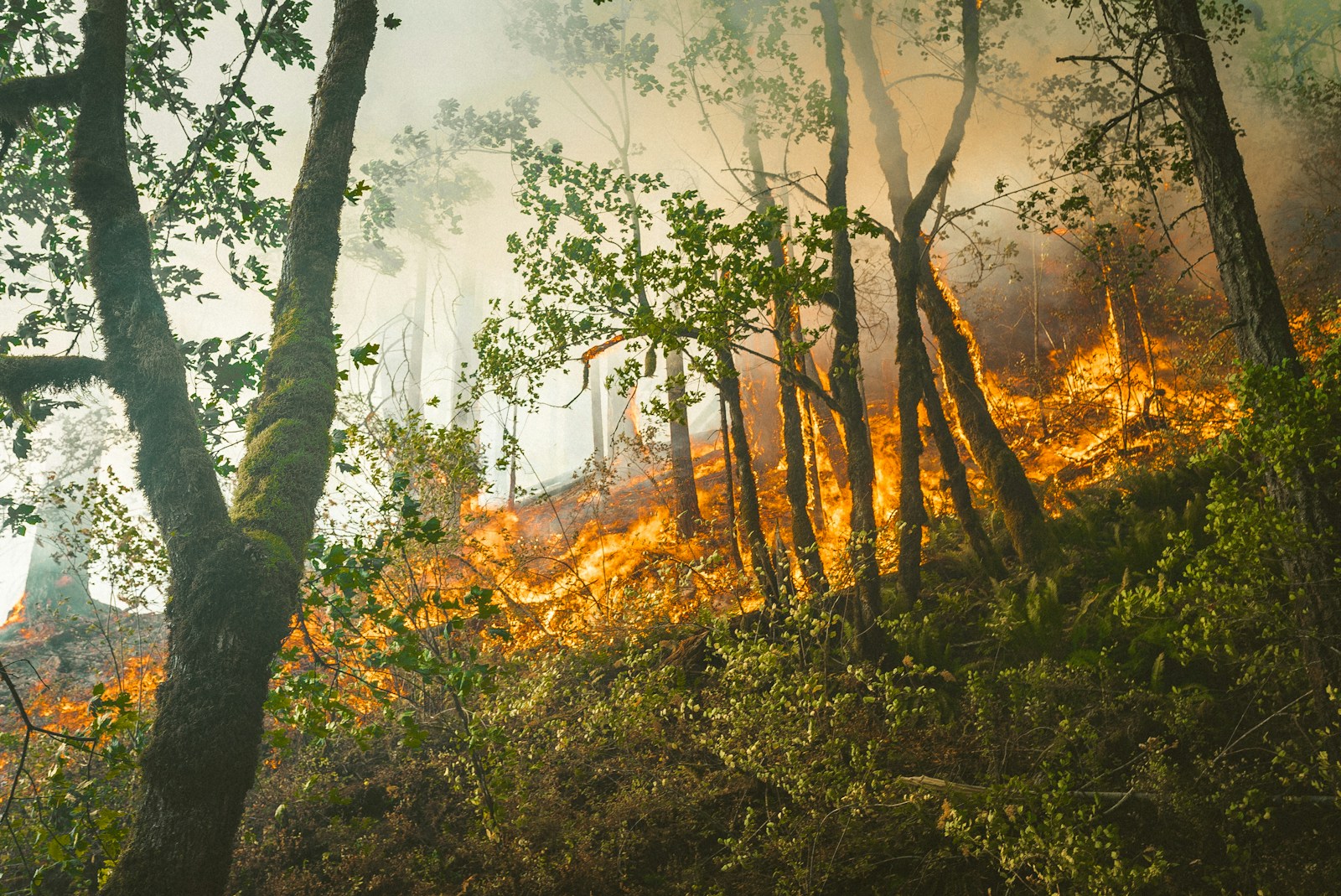 Incendio forestal y humo entre árboles