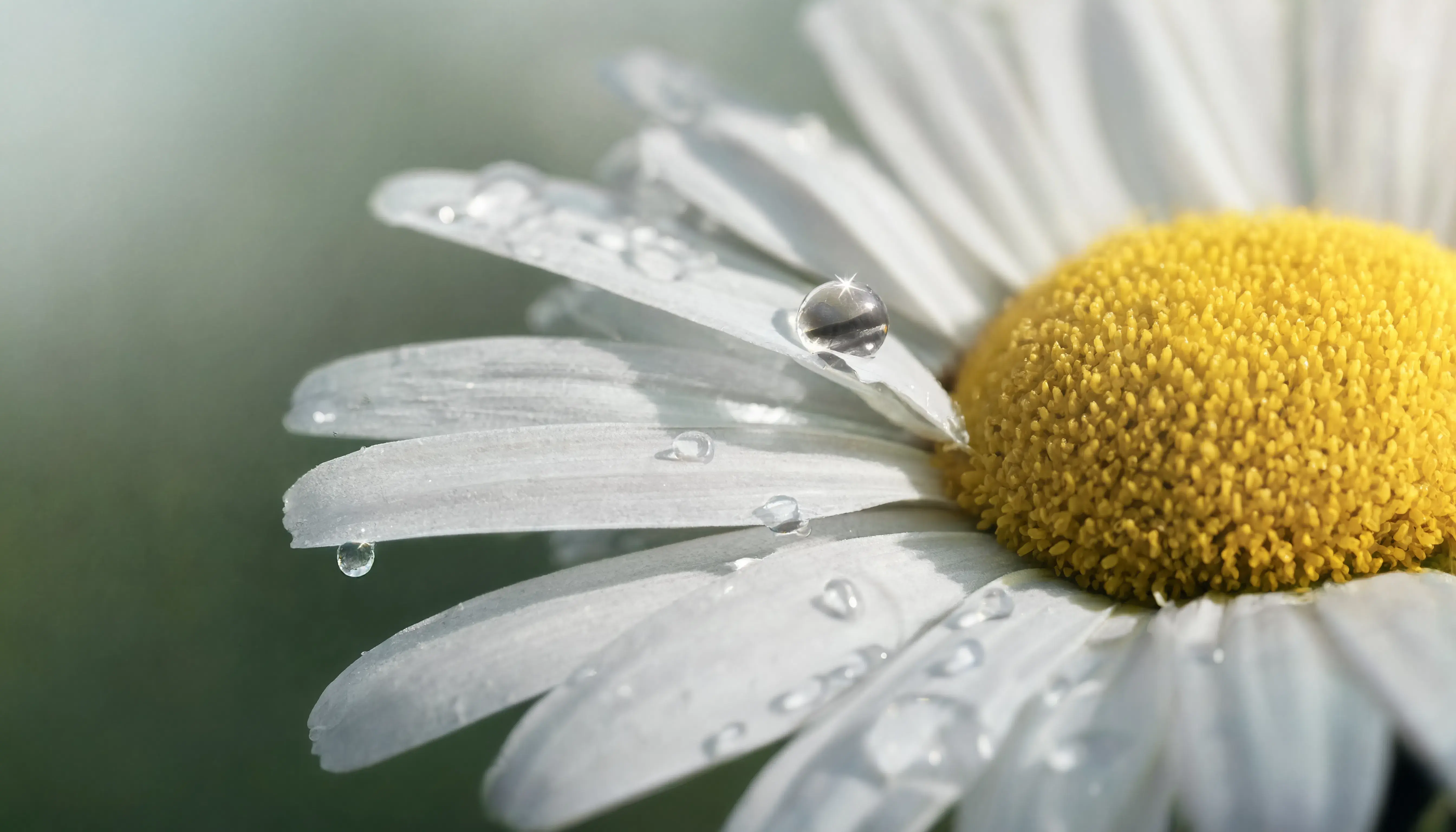 Macro