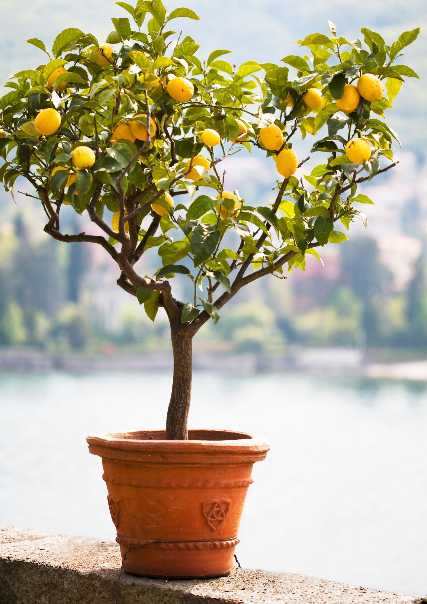 Naranjas y limones madurando en el árbol