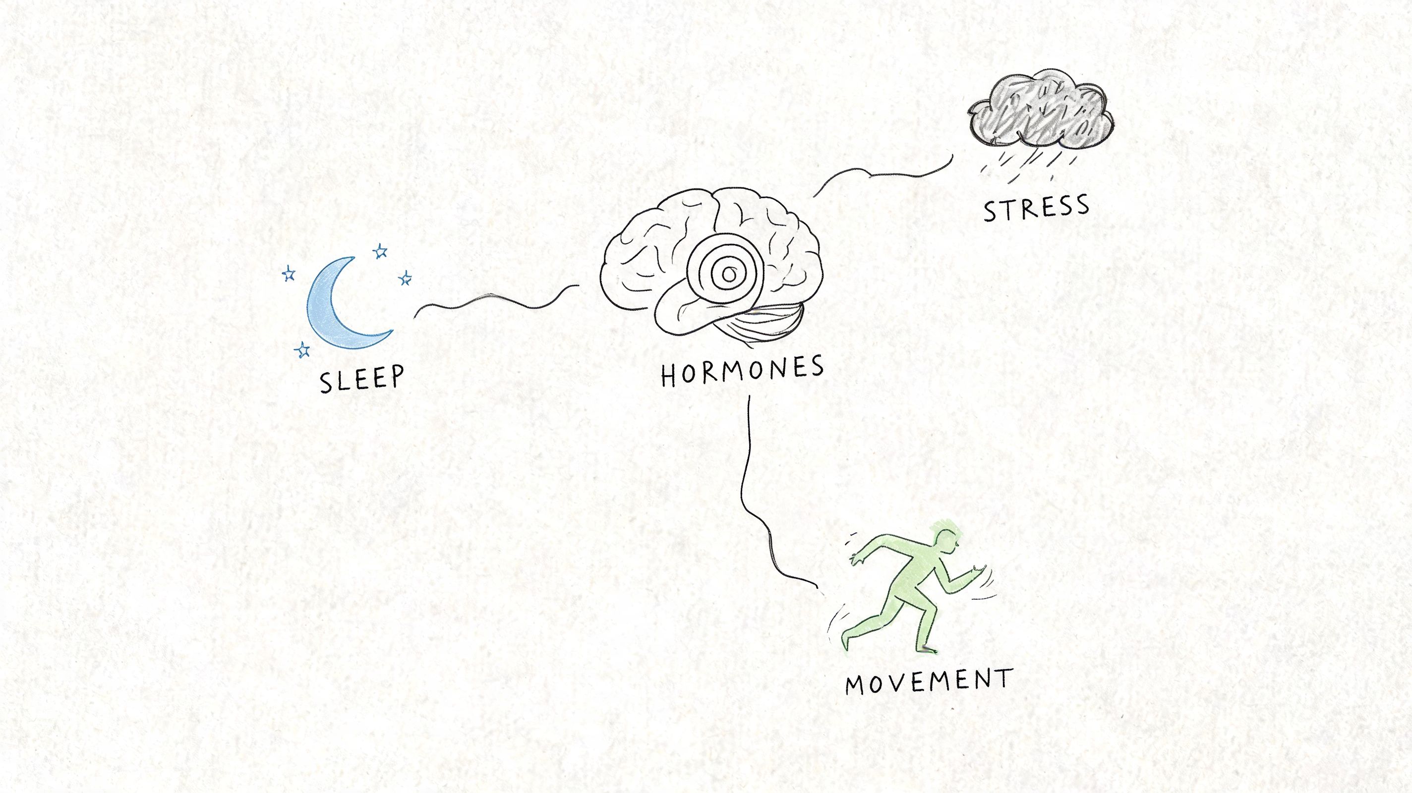 A hand-drawn illustration showing how sleep, stress, and movement influence the brain's hormone regulation.