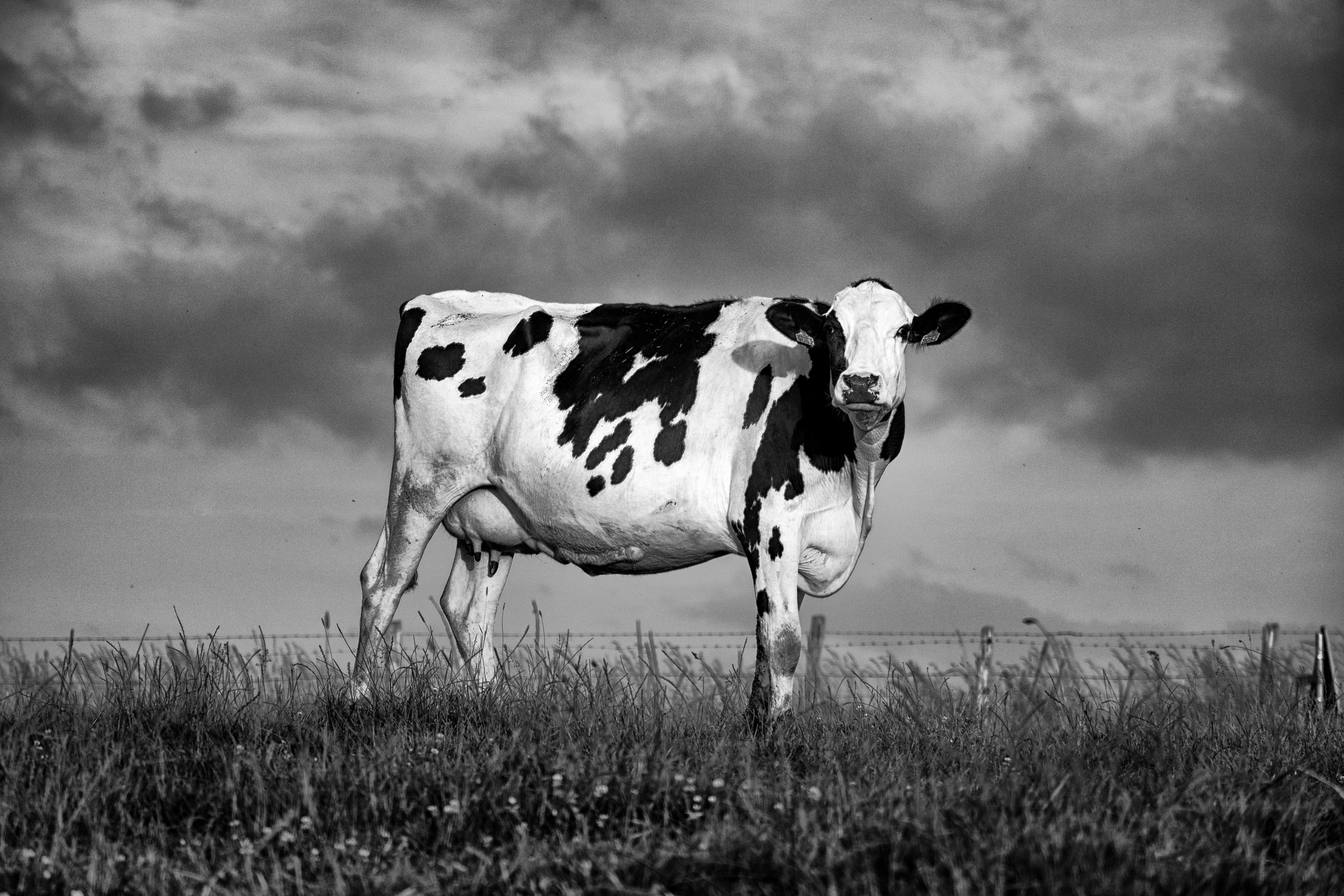 Black and white portrait of a cow standing in an open field, captured in stark contrast by Benjamin Hernandez.