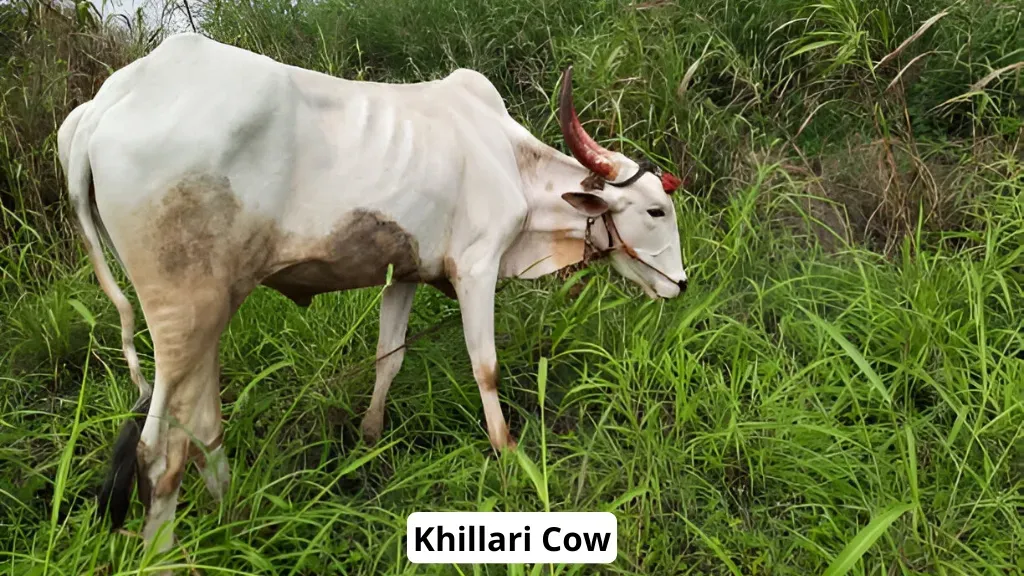 Khillari Cow Breeds in India.webp