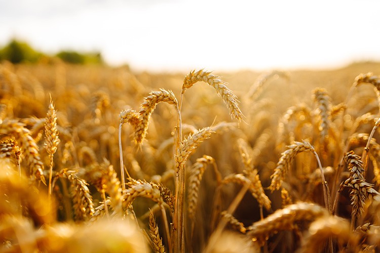 Close-up of ripe golden wheat stalks in field ready for harvest with blurred background
