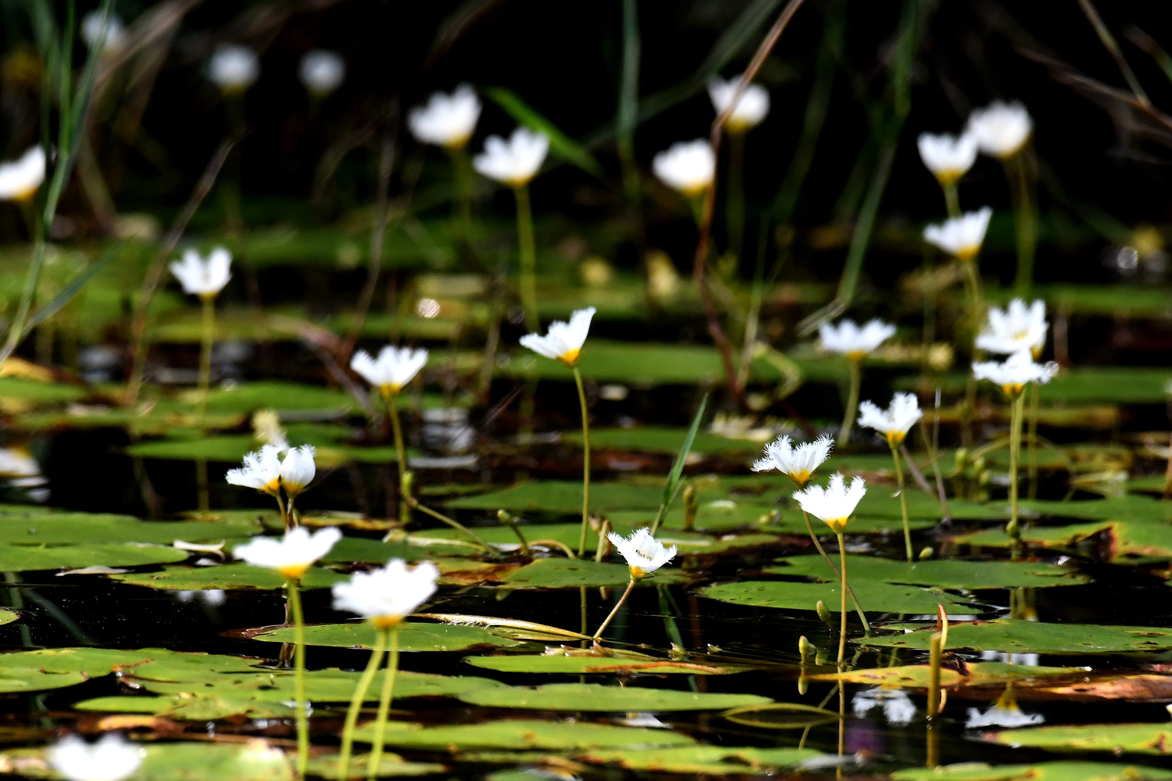 Aquatic flowering plants on the Lake