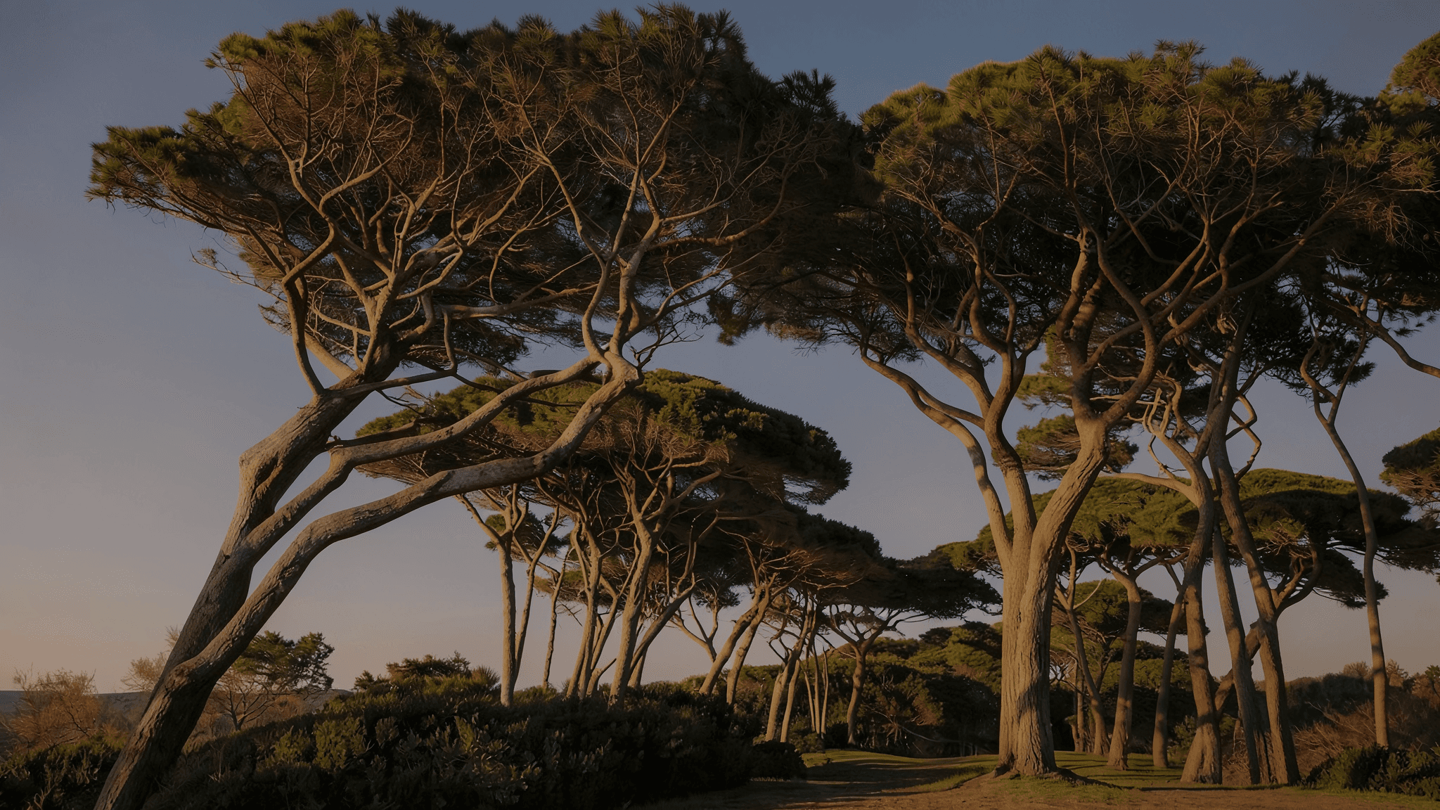 Trees. AI-generated.